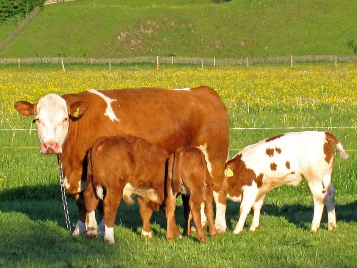 Hausernhof - Chiemgau Karte Inzell Ngoại thất bức ảnh
